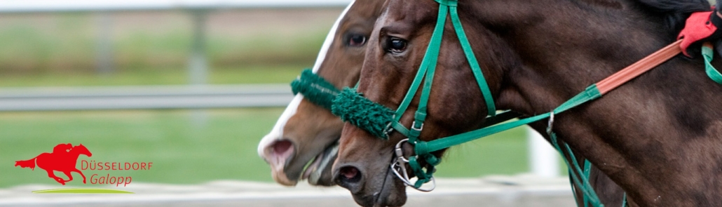 Düsseldorf Galopp bannerbillede
